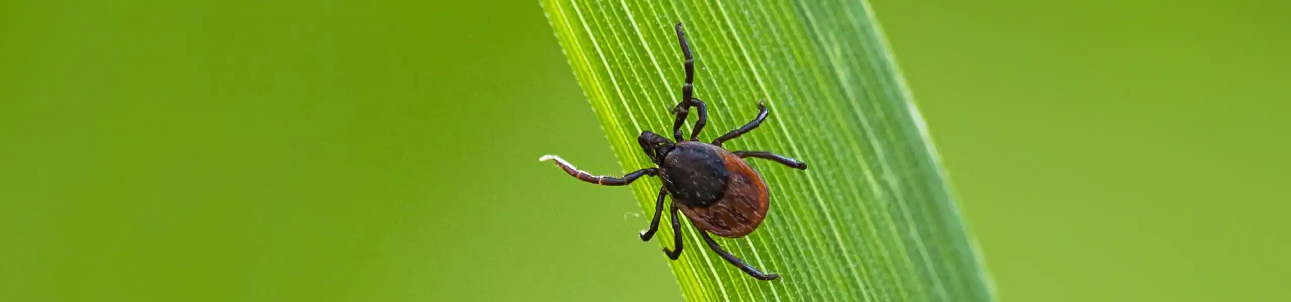 Closeup of a tick on a blade of glass | Active Pest control serving Georgia