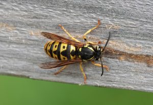 A wasp on a wooden outdoor surface.