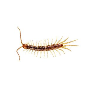 Bark & stone centipede information  - Active Pest Control