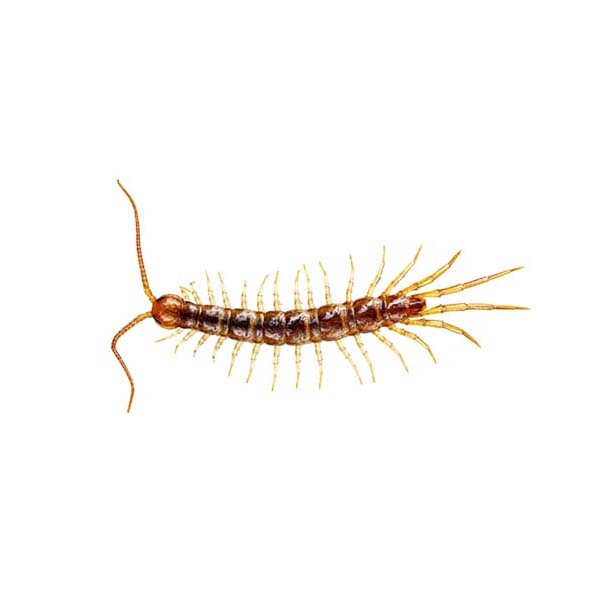 Bark & stone centipede information  - Active Pest Control