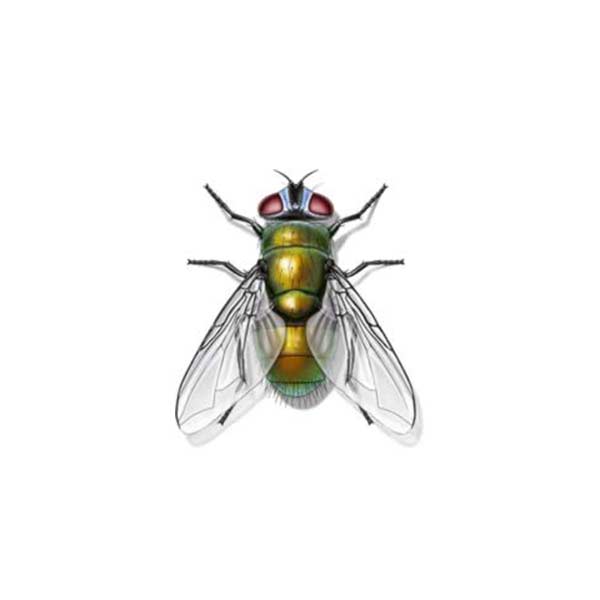 Blow fly information and control - Active Pest Control
