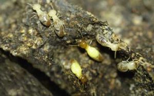 Subterranean termites in Atlanta GA - Active Pest Control