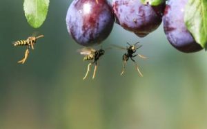 Wasps found in Atlanta GA - Active Pest Control