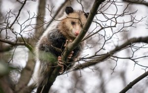 Opossums in Georgia and Tennessee backyards - Active Pest Control