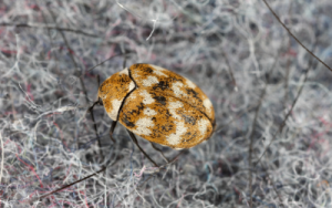 Carpet beetle in Georgia home - Active Pest Control