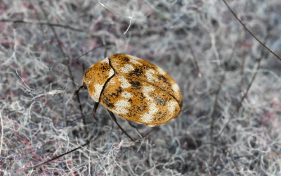 Are Carpet Beetles Harmful? in your area
