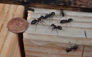 Carpenter ants are a common spring pest in Georgia - Active Pest Control