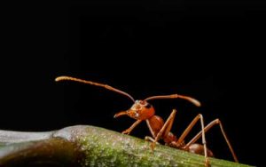 What fire ants look like in Atlanta GA - Active Pest Control