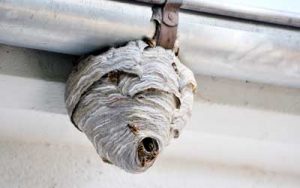 Wasp nest found in Atlanta GA - Active Pest Control