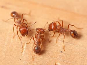 How to GetRid of Fire Ants in your area
