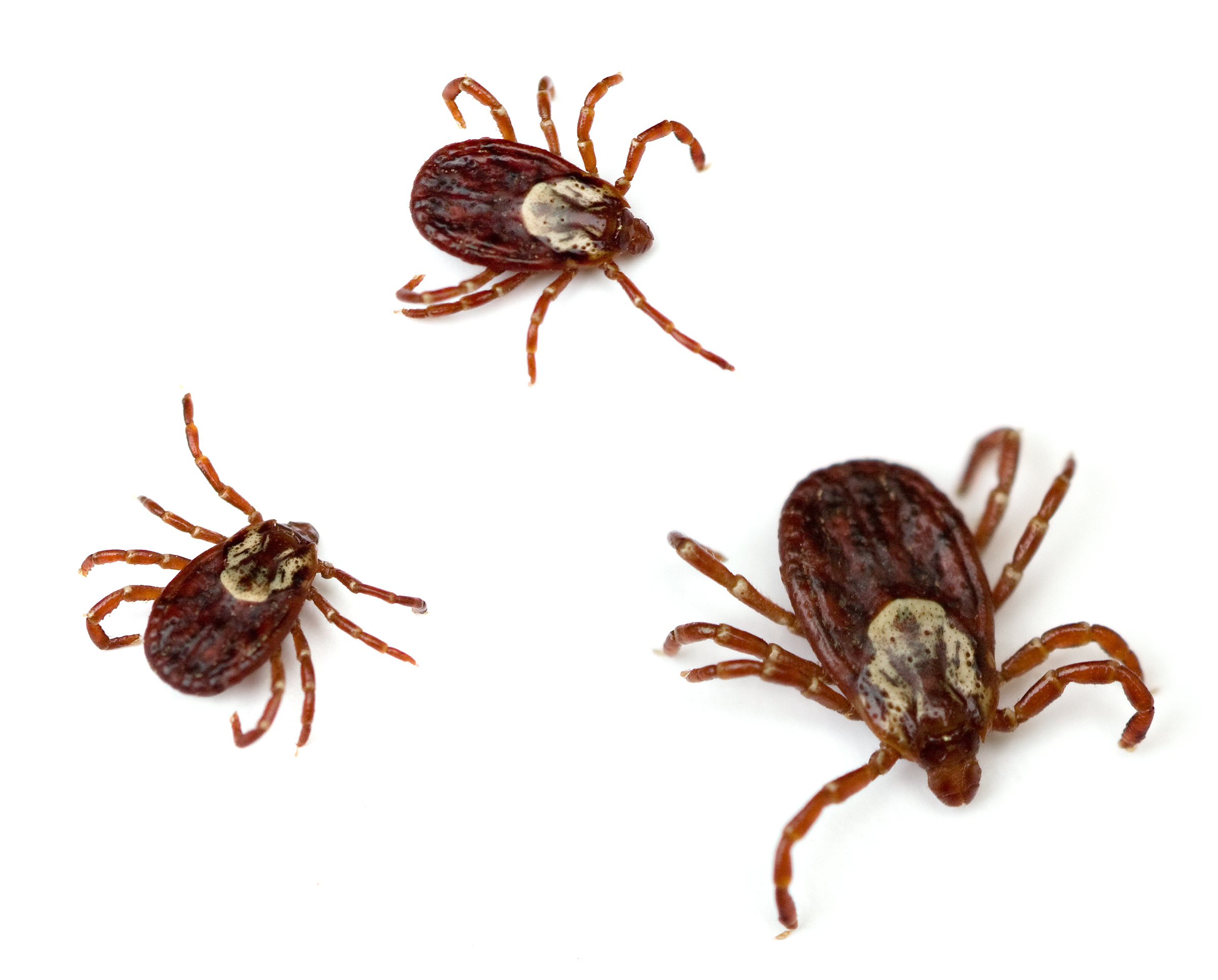 Three American Dog Ticks (Dermacentor variabilis) isolated on white background.