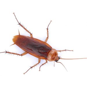 American cockroach information - Active Pest Control