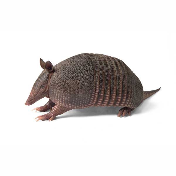 Armadillo information and control - Active Pest Control
