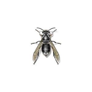 Bald-faced hornet information and control  - Active Pest Control