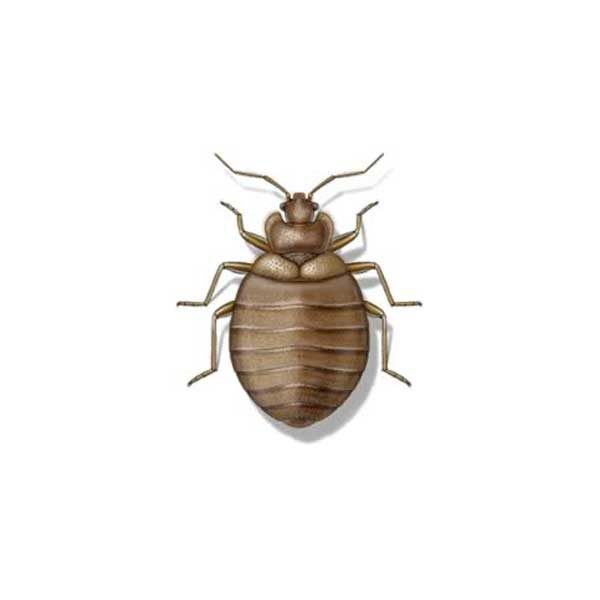 Bed bug information and control - Active Pest Control