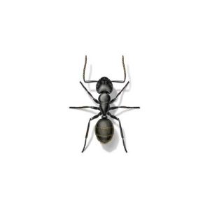 Black carpenter ant information and control  - Active Pest Control