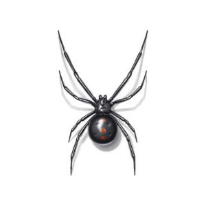 Black widow spider information and control  - Active Pest Control