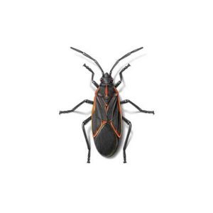 Boxelder bug information and control  - Active Pest Control