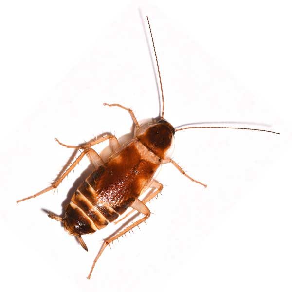 Brown-banded cockroach identification  - Active Pest Control