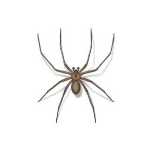 Brown recluse spider information and control  - Active Pest Control
