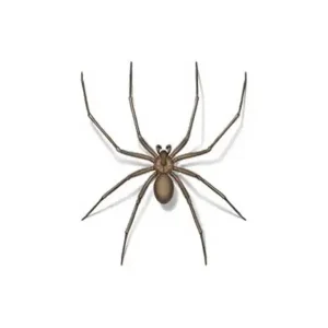 Brown recluse spider information and control  - Active Pest Control