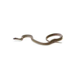 Brown snake on a white background | Active Pest Control serving Calhoun, GA