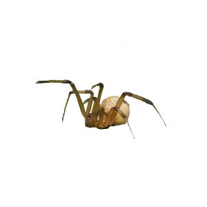 Brown widow spider control and removal - Active Pest Control