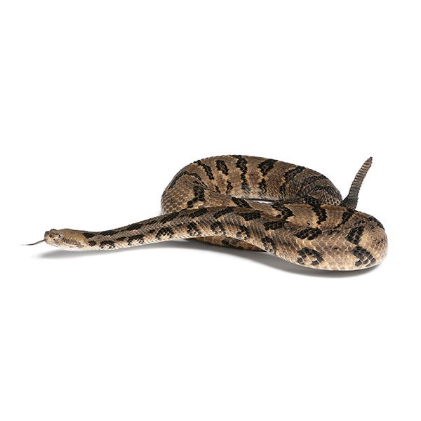 Canebrake rattlesnake trapping and removal  - Active Pest Control