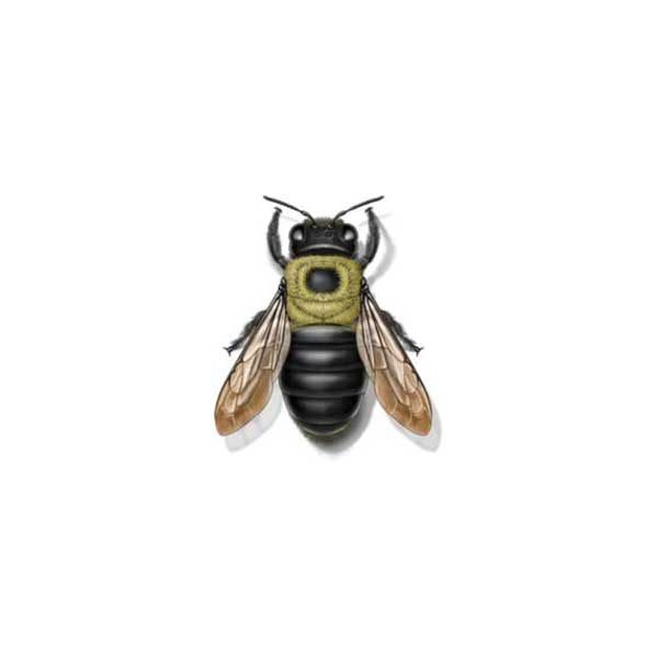 Carpenter bee information and control  - Active Pest Control