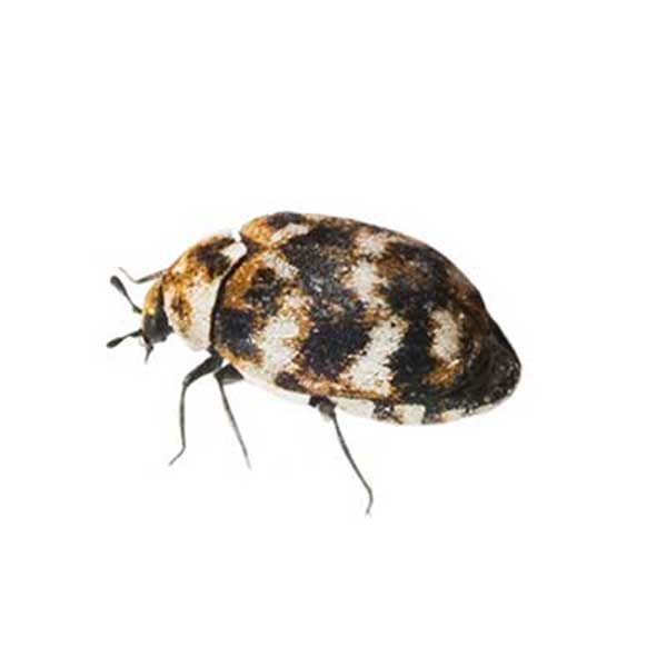 Varied carpet beetle identification and information - Active Pest Control