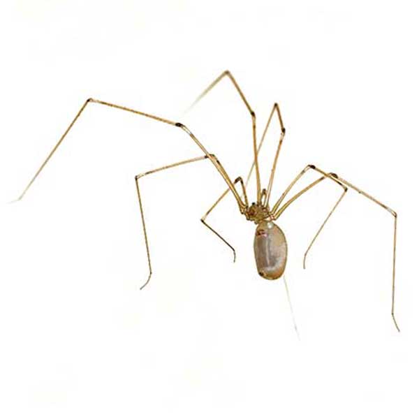 Long-bodied cellar daddy long-legs spider