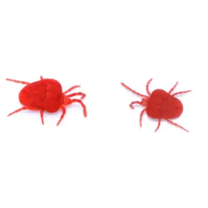 Clover mite identification  - Active Pest Control