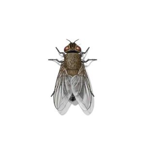 Cluster fly information and control - Active Pest Control