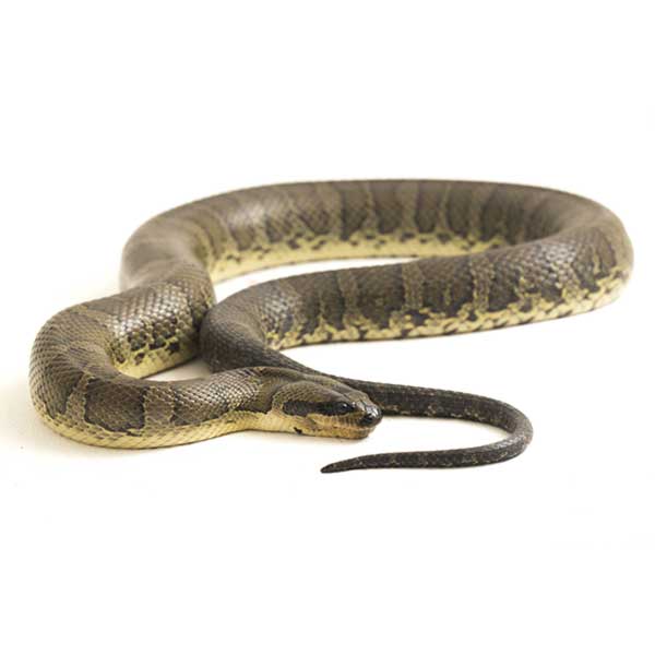 Common Water Snake - Active Pest Control