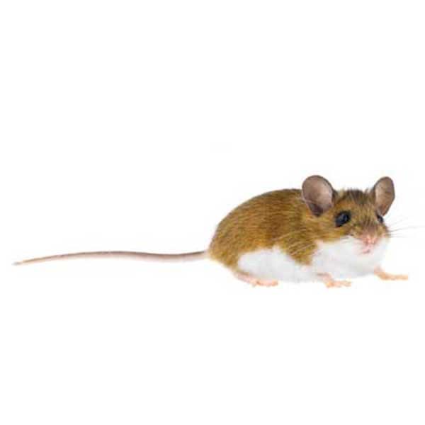 Deer mouse identification - Active Pest Control