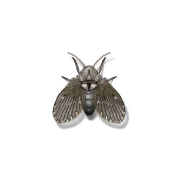 Drain fly information and control - Active Pest Control