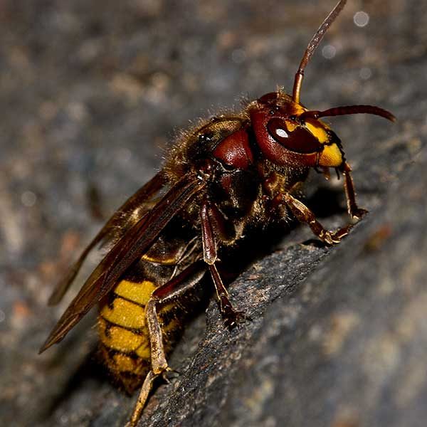European hornet identification and information - Active Pest Control