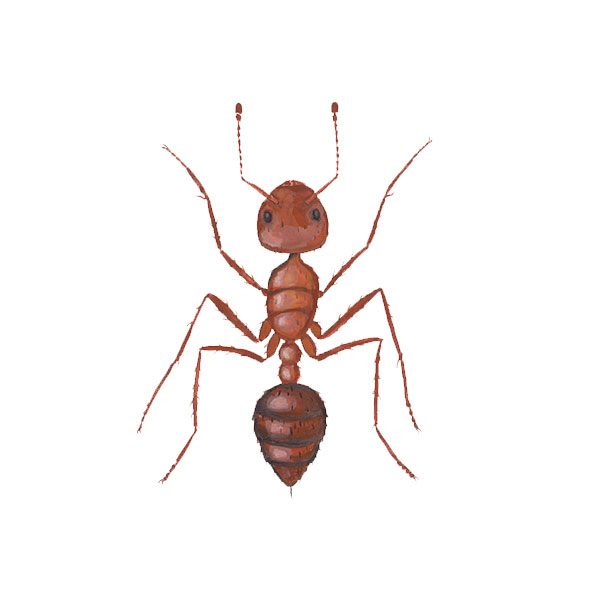Fire ant control and prevention - Active Pest Control