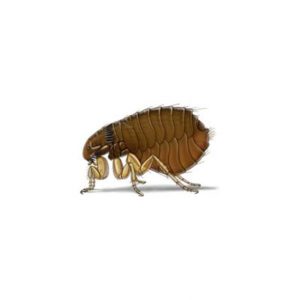 Flea information and control - Active Pest Control