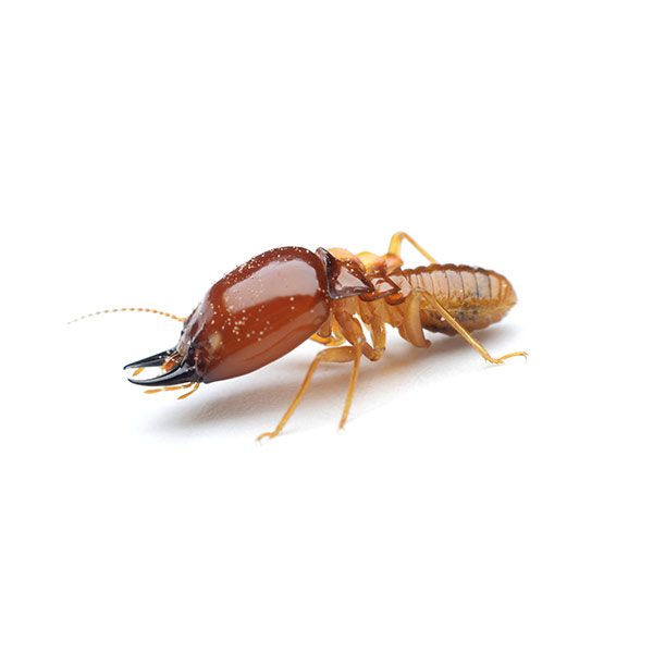 Formosan termite information and control - Active Pest Control