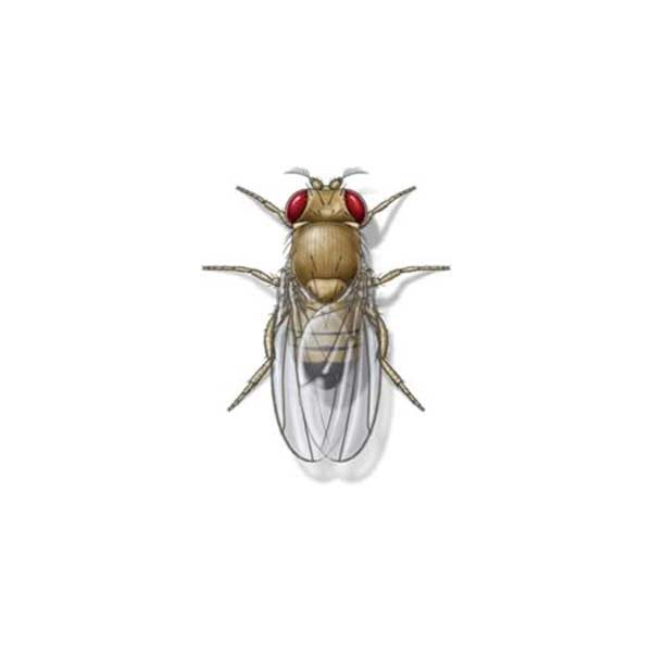Fruit fly information and control - Active Pest Control