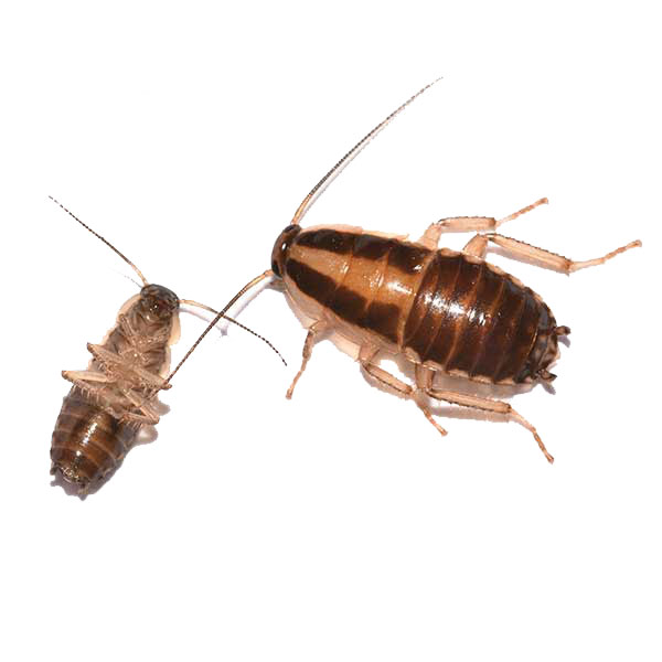 German cockroach information - Active Pest Control