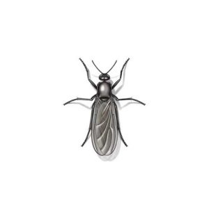 Gnat fly information and control - Active Pest Control