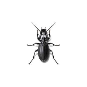 Ground beetle information and control  - Active Pest Control