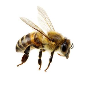 Honey Bee - Active Pest Control