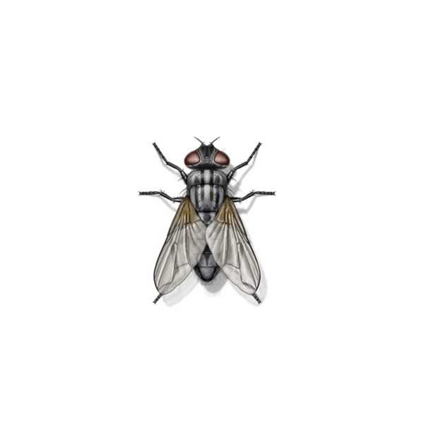 House fly information and control - Active Pest Control