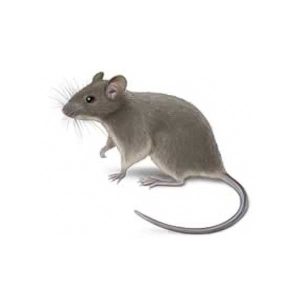 House mouse information and control  - Active Pest Control