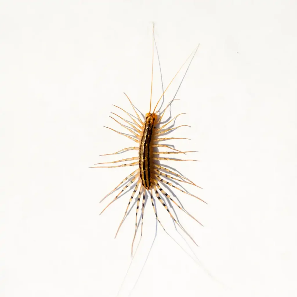 House centipede - Active Pest Control