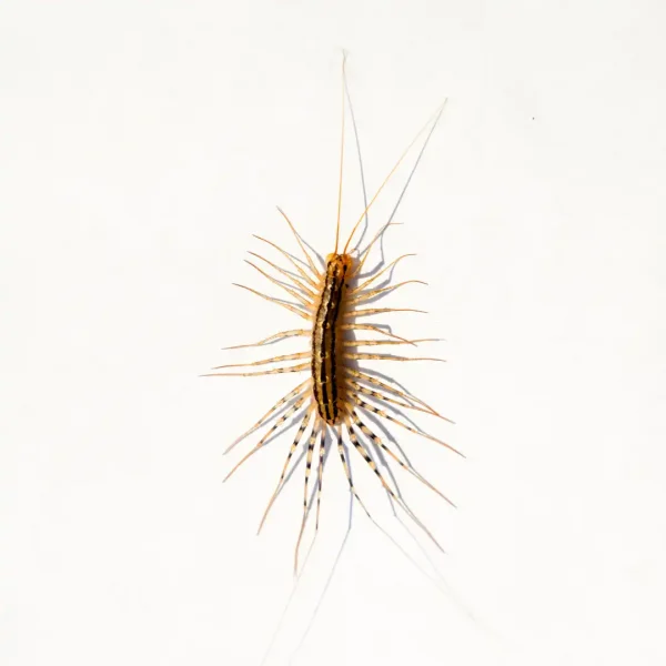 House centipede - Active Pest Control