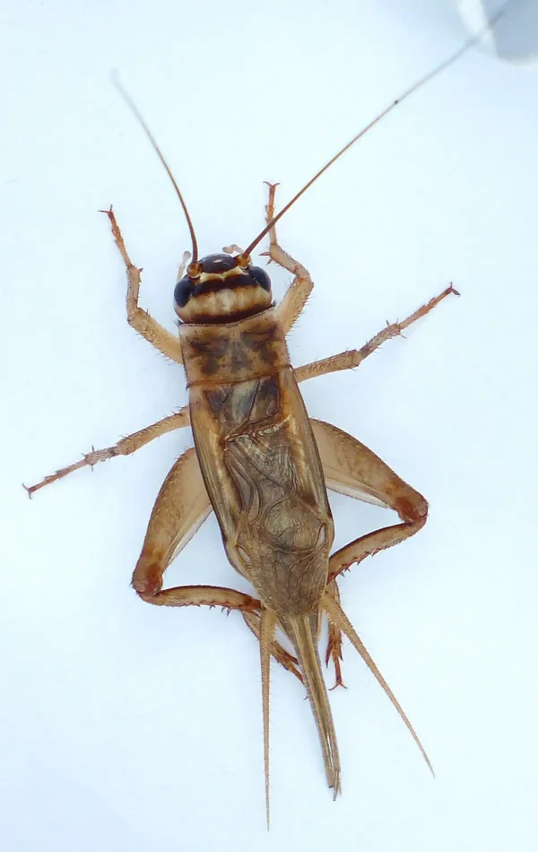 House cricket - Active Pest Control